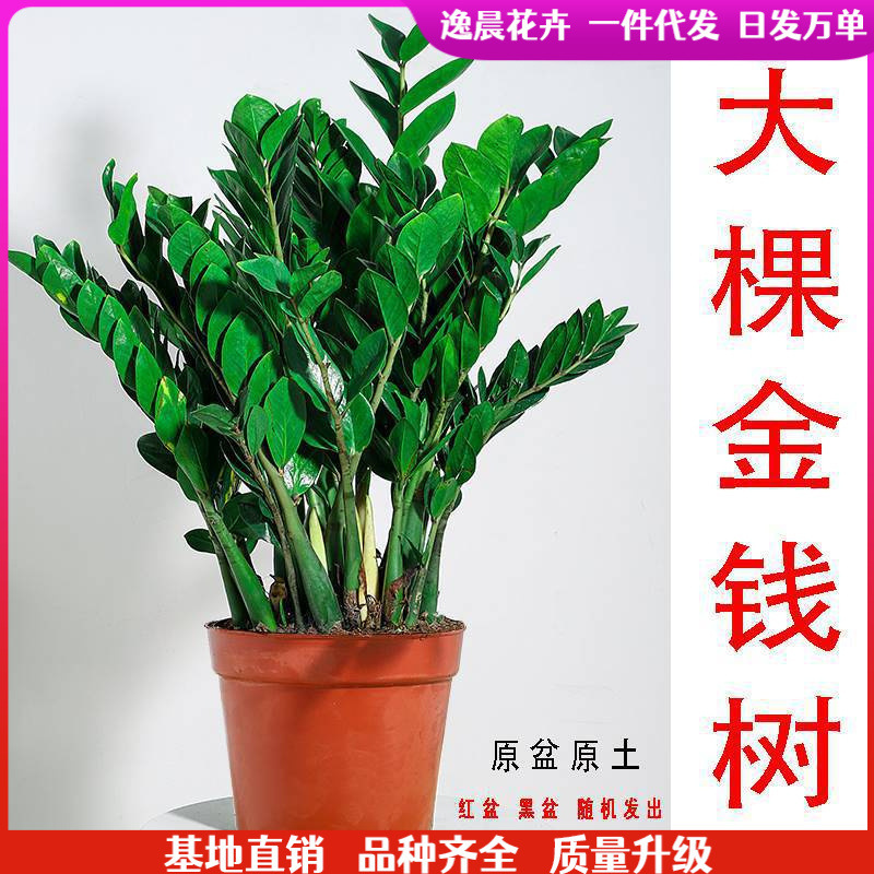 Money Tree Potted Plant Indoor Good-keeping Living Room Large Pot Ornaments South and North Green Planting Balcony Four Seasons