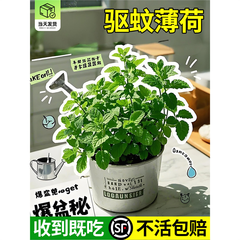 Mint Potted Plant Large Edible Mosquito Repellent Plant Formaldehyde Removal Lemon Mint Seedlings Indoor Green Plants and Florals