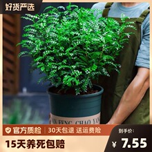 �������ľ�����������k���҃ȾGֲ����ò�ľ��ˮ��Gֲ��̨�辰