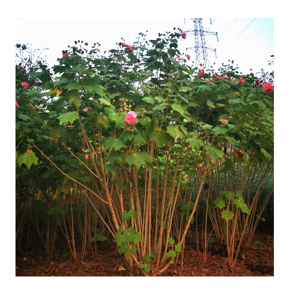 产地批发 木芙蓉树 芙蓉花树 木芙蓉 芙蓉花 各类树木 苗木 小苗