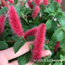 �t�t���m���� �q�q�t�� ��β�t ���� �tβ�F�{�ļ����� �t�ѵ��m