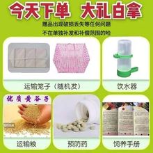 ���P�W�^�W�^���w��Ƥ�B�д����B�P�^�W�^�u���W�^�����B���w�W�^