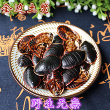 金边土鳖新货无杂地乌龟土鳖虫非中花土元100g包邮可磨粉真货好货