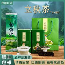 正宗柏塘山茶立秋茶绿茶手工炒茶柴火客家炒青绿茶广东博罗特产
