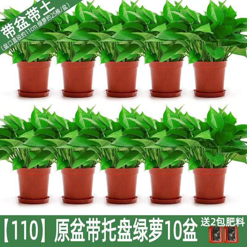 원래 화분에 포토스 10개 + 트레이 + 영양액 [화분당 3위안 이상]