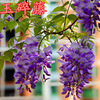 Wisteria seed multi -flower wisteria seeds Potted tree seedlings climbing vine plant hanging flowers seeds forest seed seeds