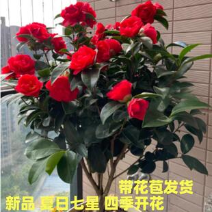 Ʒ軨ذtɽ軨༾_҃ͥԺ̨