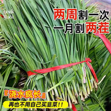 新韭菜根大宽叶红根独根红韭菜根苗庭院阳台四季皆可种植耐寒好养