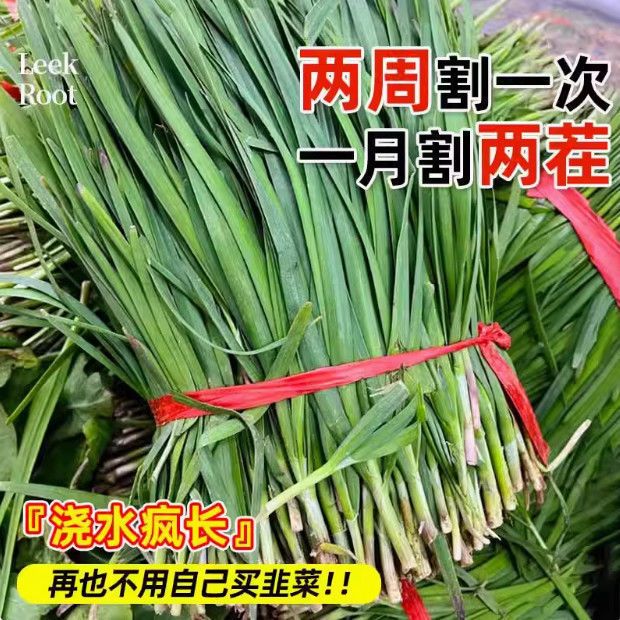 New Leek Roots with Large Wide Leaves and Red Roots, Single-Rooted Red Leek Seedlings Can Be Planted in the Courtyard and Balcony in All Seasons, and Are Cold-Resistant and Easy to Grow
