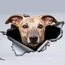 趣味贴纸  撕裂金属宠物狗