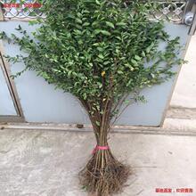 榆树小苗 榆钱树苗 白榆树 庭院道路绿化篱笆苗 可食用榆树苗盆栽