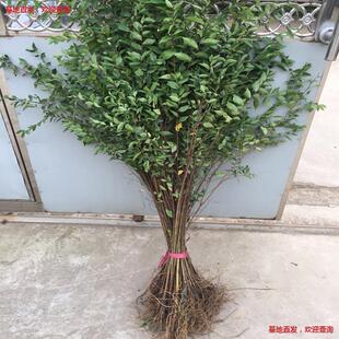 �ܘ�С�� ���X���� ���ܘ� ͥԺ��·�G���h���� ��ʳ���ܘ�������