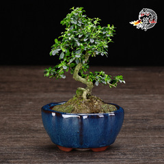 Porcelain succulent plant pot with glaze small flower pot balcony office desk shopping mall creative plant pot factory direct sale