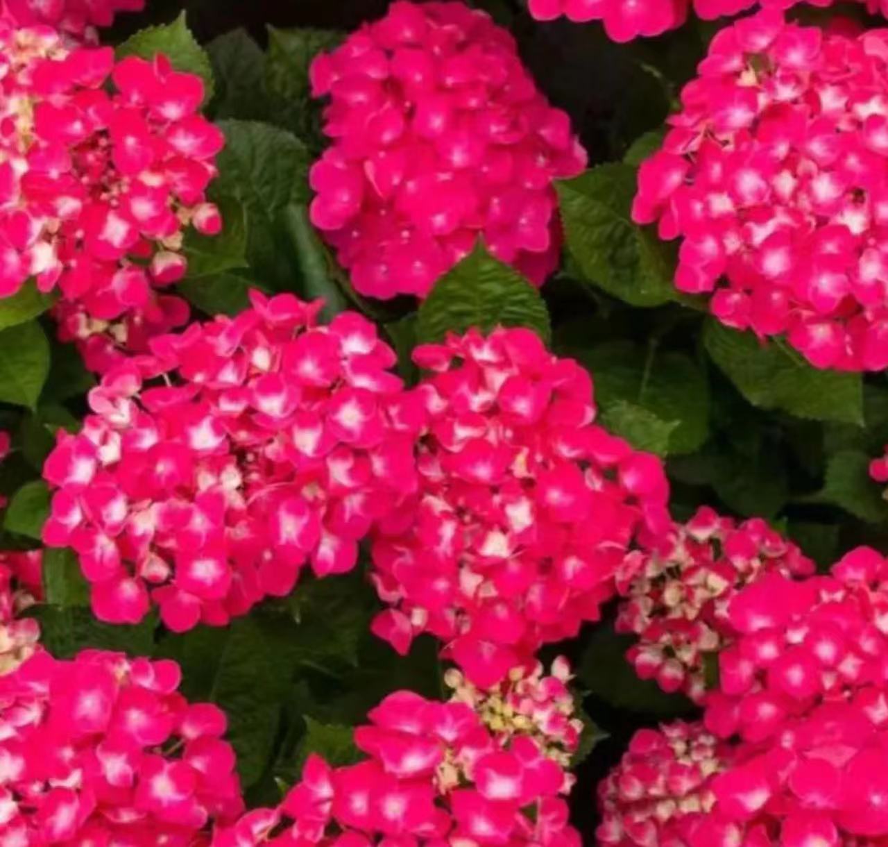 인기 한정샷(매직 루비) 2갤런, 높이 30-60cm, 89.9엔 세면대 포함