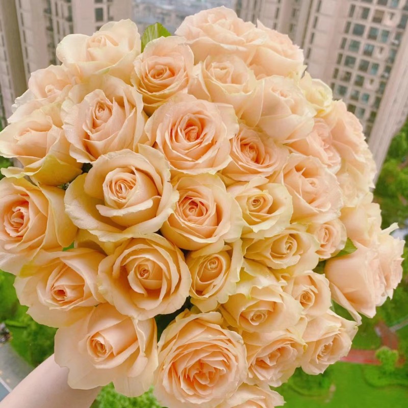 Semillas de rosas Flores en macetas en todas las estaciones Flores en macetas Plantas Flores en interiores y exteriores Semillas en macetas explosivas Balcón del patio