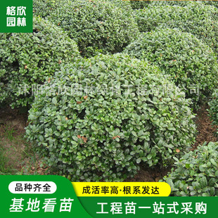 �G�����̟o���۹��� ��·����ֲ���ļ�����Ҏ���Rȫ�o���۹���