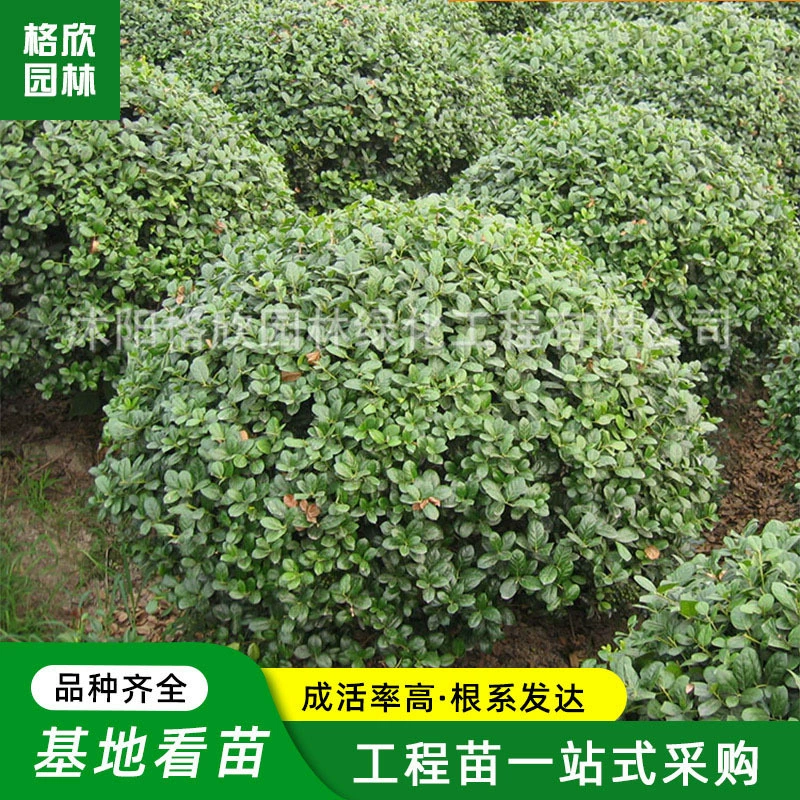 Проект озеленения саженец мушмулы без шипа завод по благоустройству дороги вечнозеленый все сезоны полные спецификации шарик мушмулы без шипа