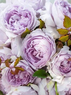 Rose Waiting 1