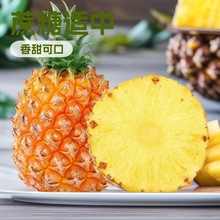 云南香水菠萝9斤整箱水果10包邮批发5非台湾海南金钻凤梨云南特产
