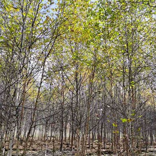 �����L���е���a�ذט��֬F��ט兲���ט����ט��U�b���ľ