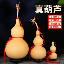 ���T���J�����Ȼ�ش������J�[�����_�ڎ���?�]�ڼҾӿ����TС