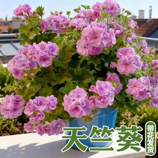 ���ÿ����Դ󻨻��玧�����ذ�ֱ����Ʒ���ÿ��̨�ļ����B���