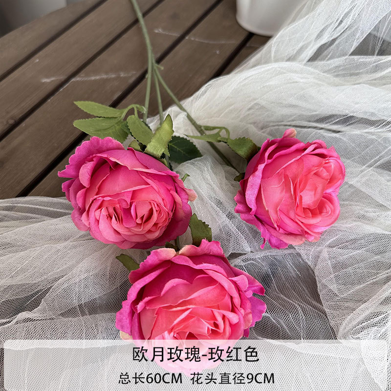 Rosa europeia