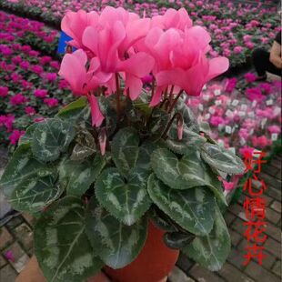 ���ɿ́펧�����l؛�ļ��_�������ö�����������ֲ���}�����Ļ�