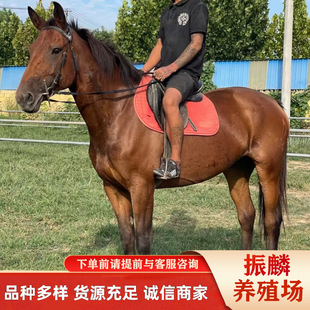 ������Ѫ�R��Ѫ�R�����R�ɹ��R��Ѫ�R�����R �T���R�Bֳ��