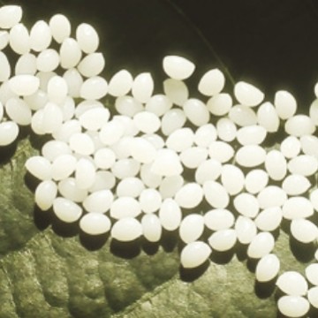 TPU胶粒（酯类、酮类可溶）