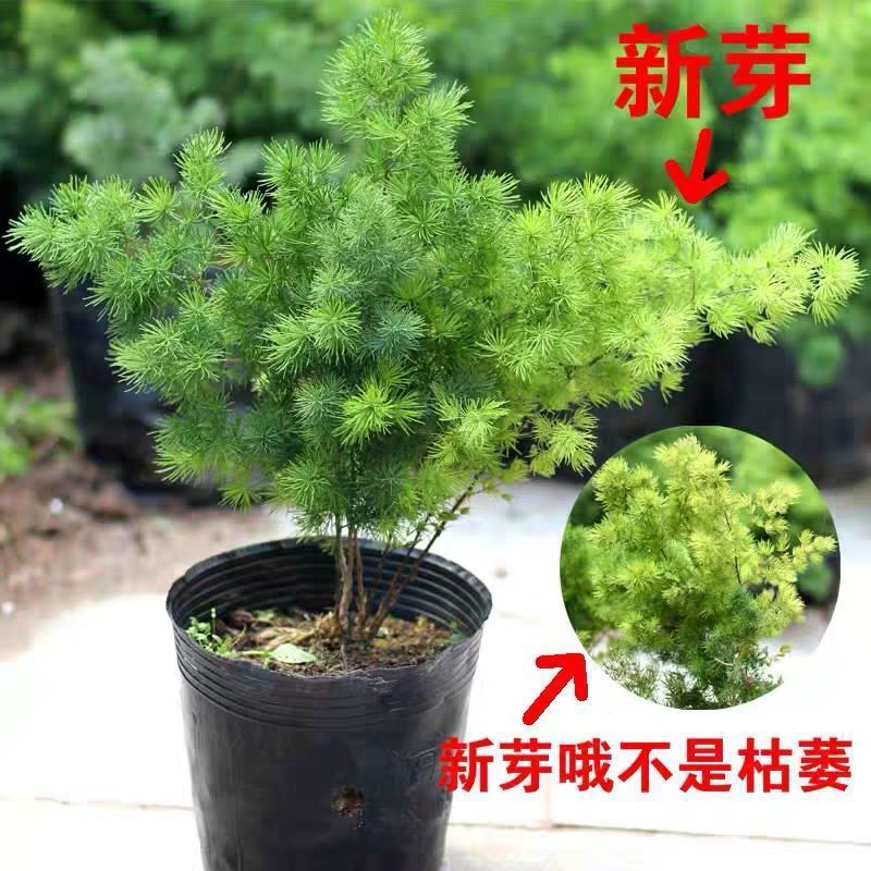 蓬莱松植物盆栽招财防辐射客厅室内办公好养花卉四季常青净化空气