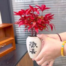 【年宵花一整套】耐寒又好看的火焰南天竹年宵花国风花卉室内盆栽