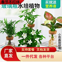 һ�����l����ƿˮ��ֲ��lؔ��G�}���F���k���҃�������B�Gֲ��