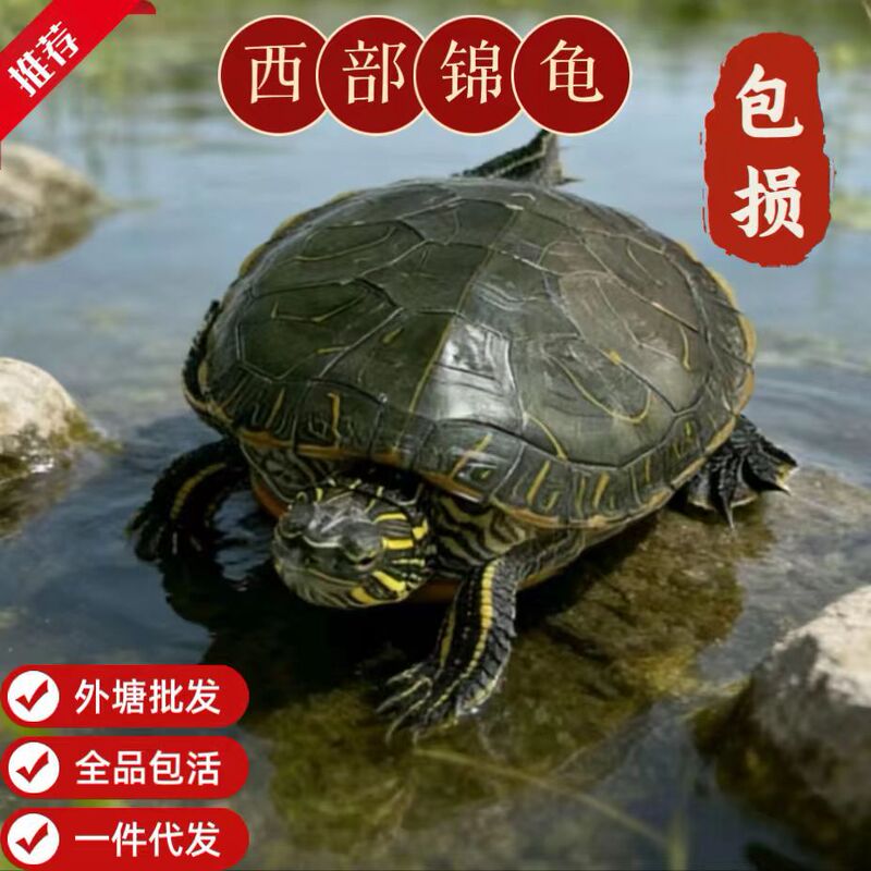 Xijin Turtle, Fish Tank Mixed Culture, High-Looking Home Care, Pet Red Belly Deep Water Turtle, Outer Pond Wholesale, Hot Style, Healthy and Lively Xijin Turtle, Fish Tank Mixed Culture, High-Looking Home Care, Pet Red Belly Deep Water Turtle, Outer Pond Wholesale, Hot Style, Healthy and Lively