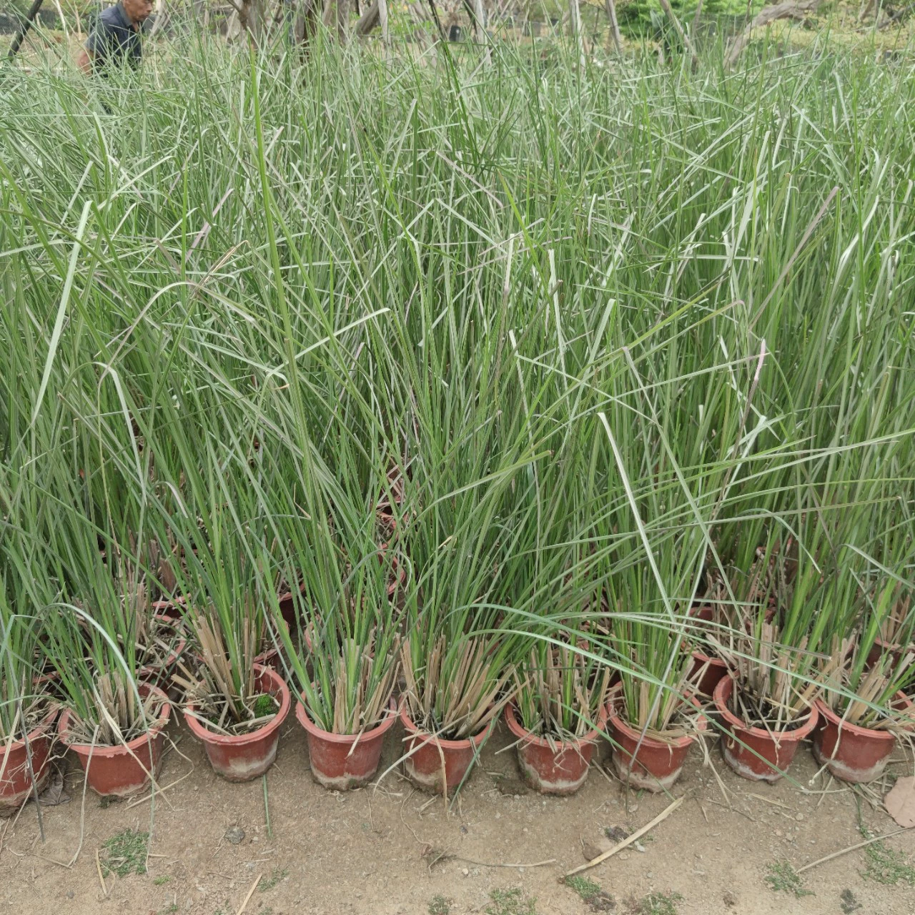 2303 база поставляет ветивер 50-100 см