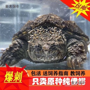 ���������l�������sС��ԭ�N�������{�����{�����{�~������̫��
