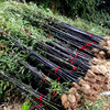 Bamboo seedling courtyard plants in the north in the north of the cold -resistant indoor potted planting bamboo purple bamboo seedlings in the bamboo seedlings of jade bamboo four seasons green bamboo seedlings