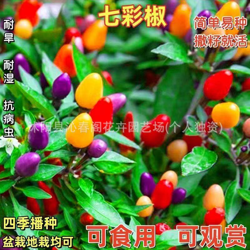 辣椒种子七彩椒五彩甜椒朝天椒长线椒牛角椒蔬菜籽四季播蔬菜种子