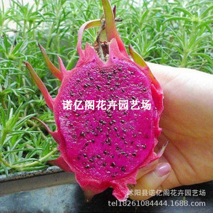 Guangxi Dragon Fruit Tree Fruit Seedlings Hongxin Jindu No. 1 High-Yielding Fruit Large Fruit-Bearing Balcony Potted Red Flesh Pure Sweet