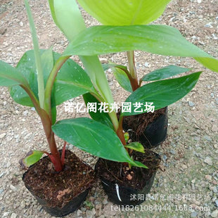 �㽶�������Ե��԰Ž��۽��ͺ������㽶���Ϸ������ļ�ͥԺ������