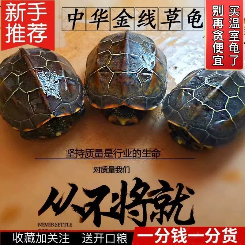 Черепахи-яйца оптом, черепахи для пруда на открытом воздухе, маленькие черепахи, живые домашние животные, домашние животные-рептилии, черепахи с золотой линией, пары черепах, декоративные черепахи, AliExpress