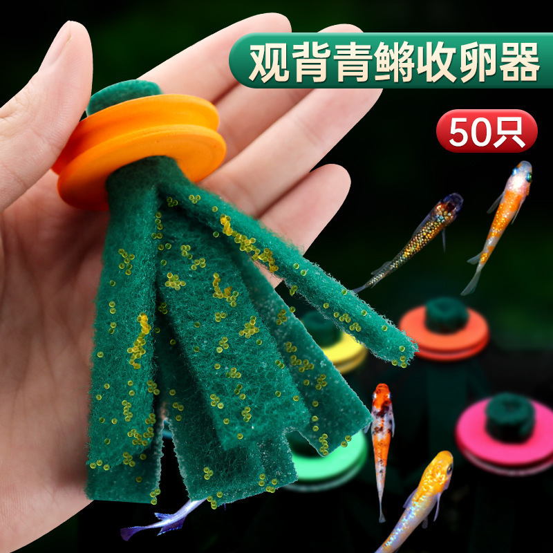 观背青鳉鱼卵收卵器漂浮挂卵神器专用鱼卵收集取卵器多颜色纯手工|undefined