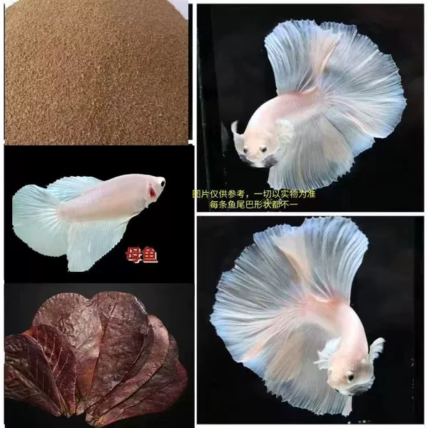 S-class super large tail half-moon male fish-pink white male and female