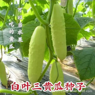 ���S�ϷN�Ӱ��~�����ٴ��ﲥ�N��ͥС�ˈ@�N���׷N�Ϲ��߲��ѷN��