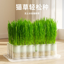 猫草盆草种子懒人小麦种子猫咪零食水培营养种植源头厂家批发直销