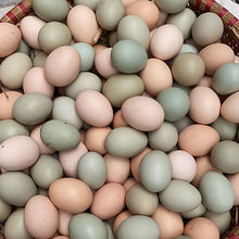 農家散養土雞蛋新鮮綠殼烏雞蛋混合裝兒童孕婦營養蛋整箱批發