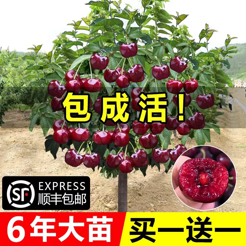 车厘子树苗樱桃树苖南方北方种植盆栽庭院果树矮化樱桃树大樱桃苗