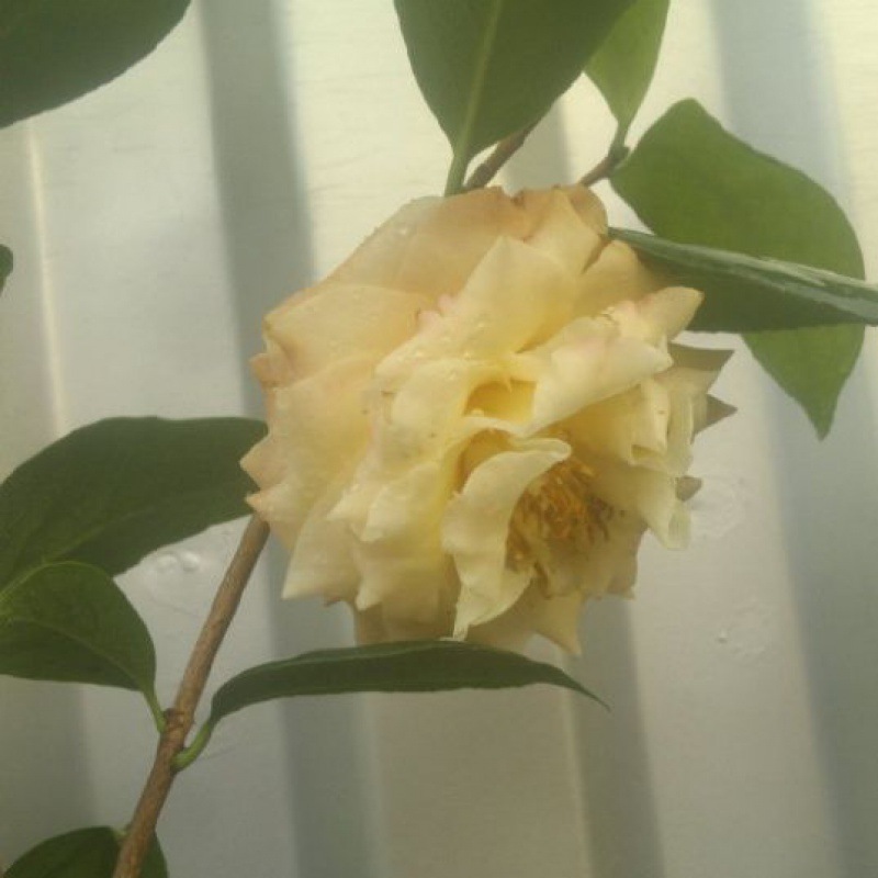 茶花珍贵品种,少见金黄色玫瑰花型的金玫瑰茶花新世纪茶花扦插苗