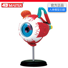4D Master�����ۿ�����ƴװģ��ҽѧ��ѧ�̾߿ɲ�ж��������