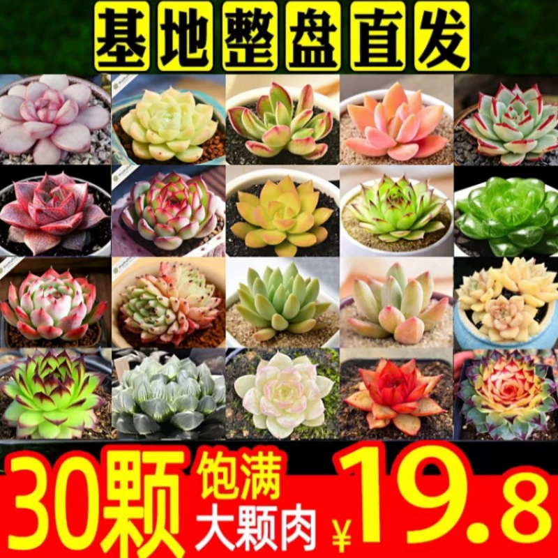 Большие суккуленты, легко выращиваемые, зеленые растения, литопсы, высококачественные комнатные суккуленты из старых пней, редкие сорта цветов, маленькие горшечные растения.